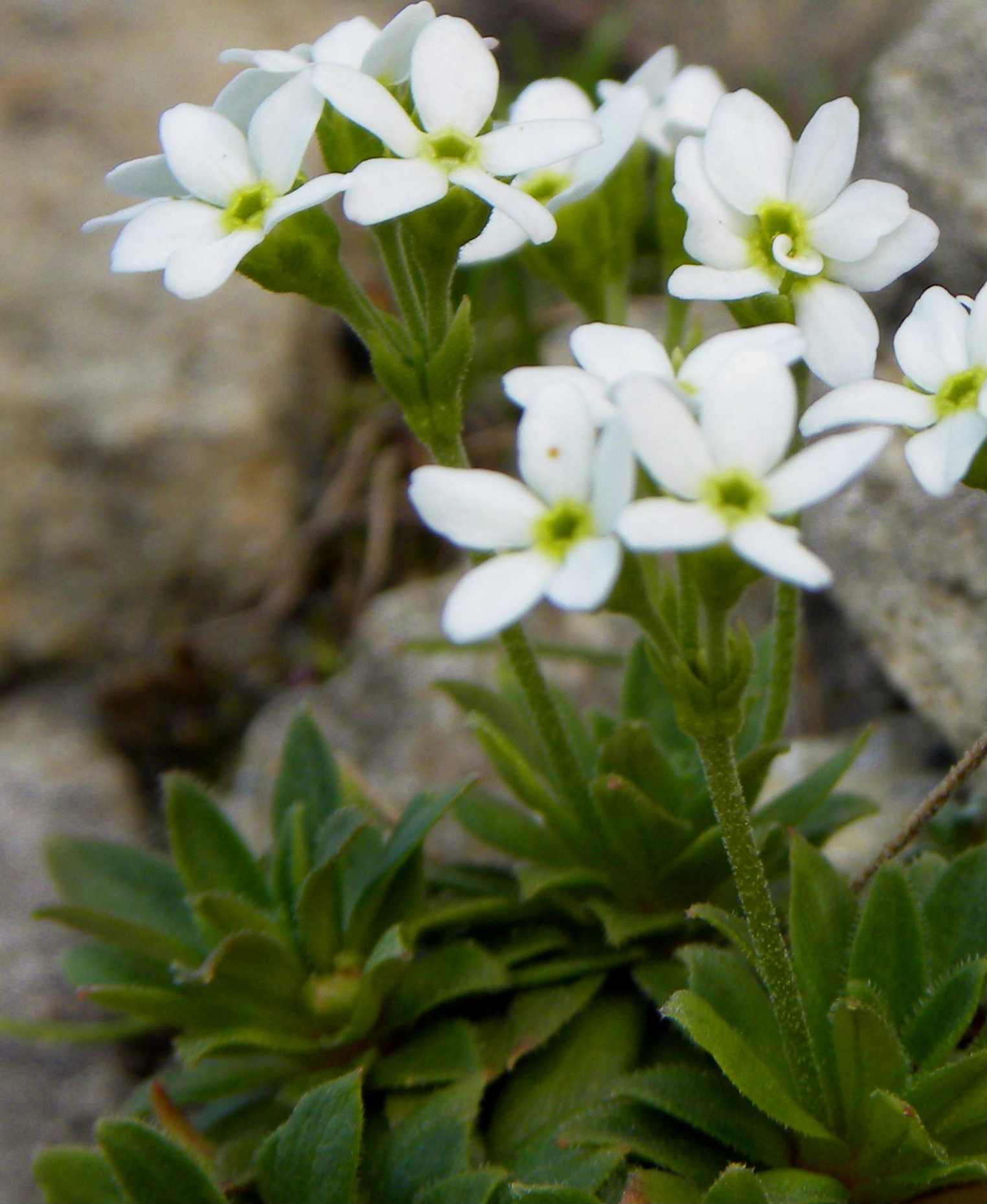 Androsace obtusifolia / Androsace gelsomino